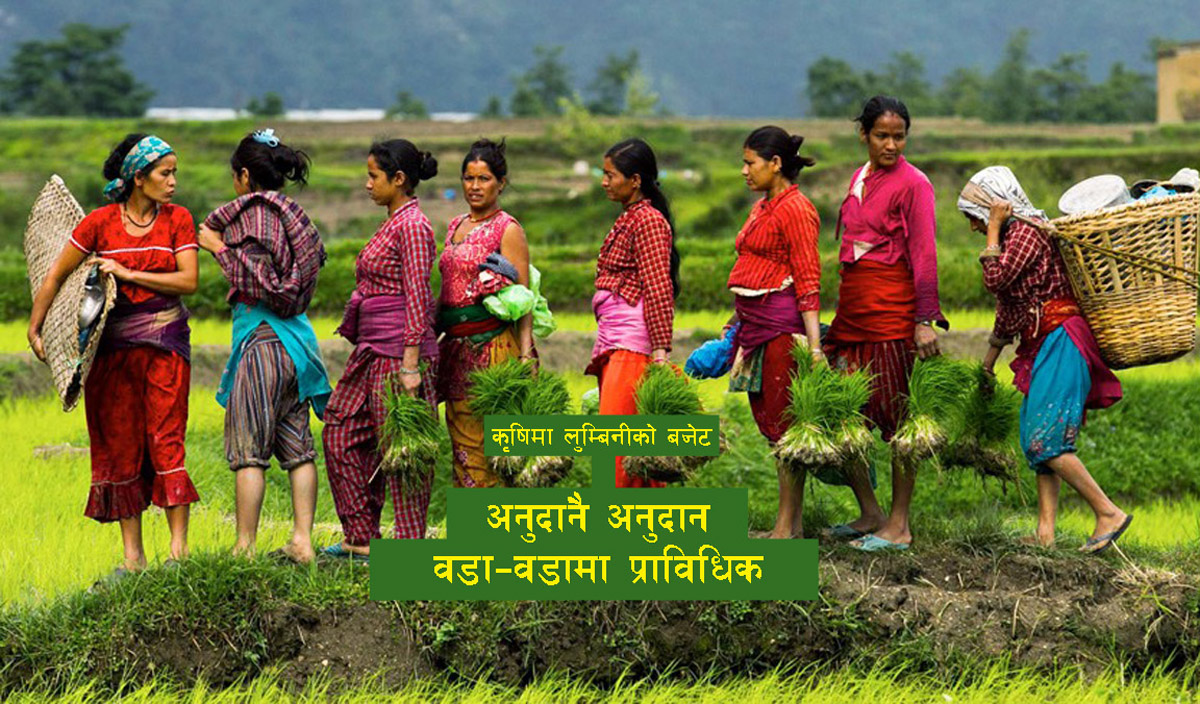 लुम्बिनीको बजेटमा कृषि: गाउँ–गाउँमा प्राविधिक, अनुदानै अनुदान 